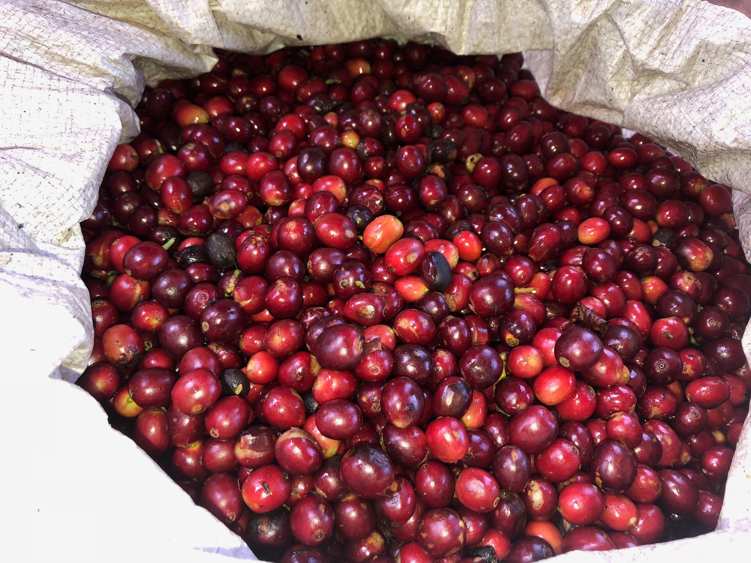 Best Selling Coffee cherries in bag