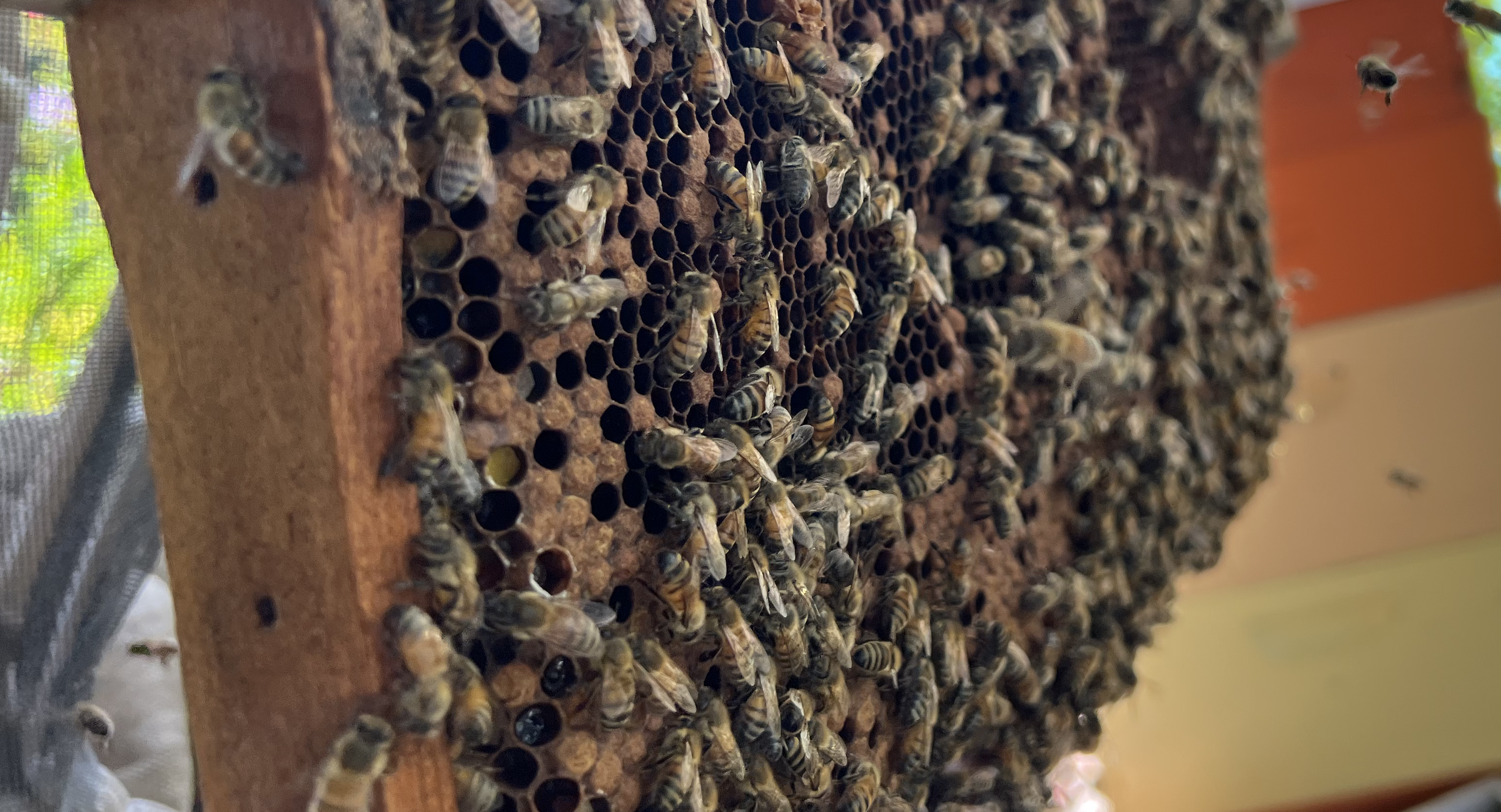 honey bees on box frame