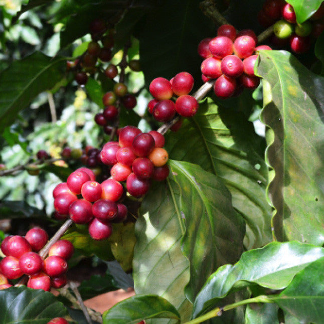Costa Rica coffee cherries