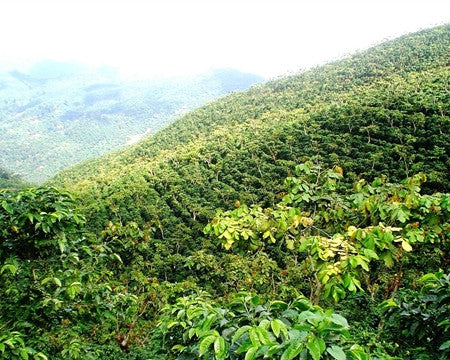 Guatemala coffee trees on mountain