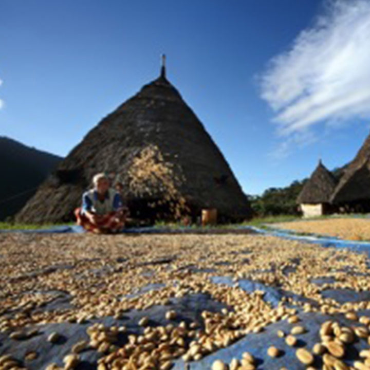 Komodo Dragon coffee on drying beds