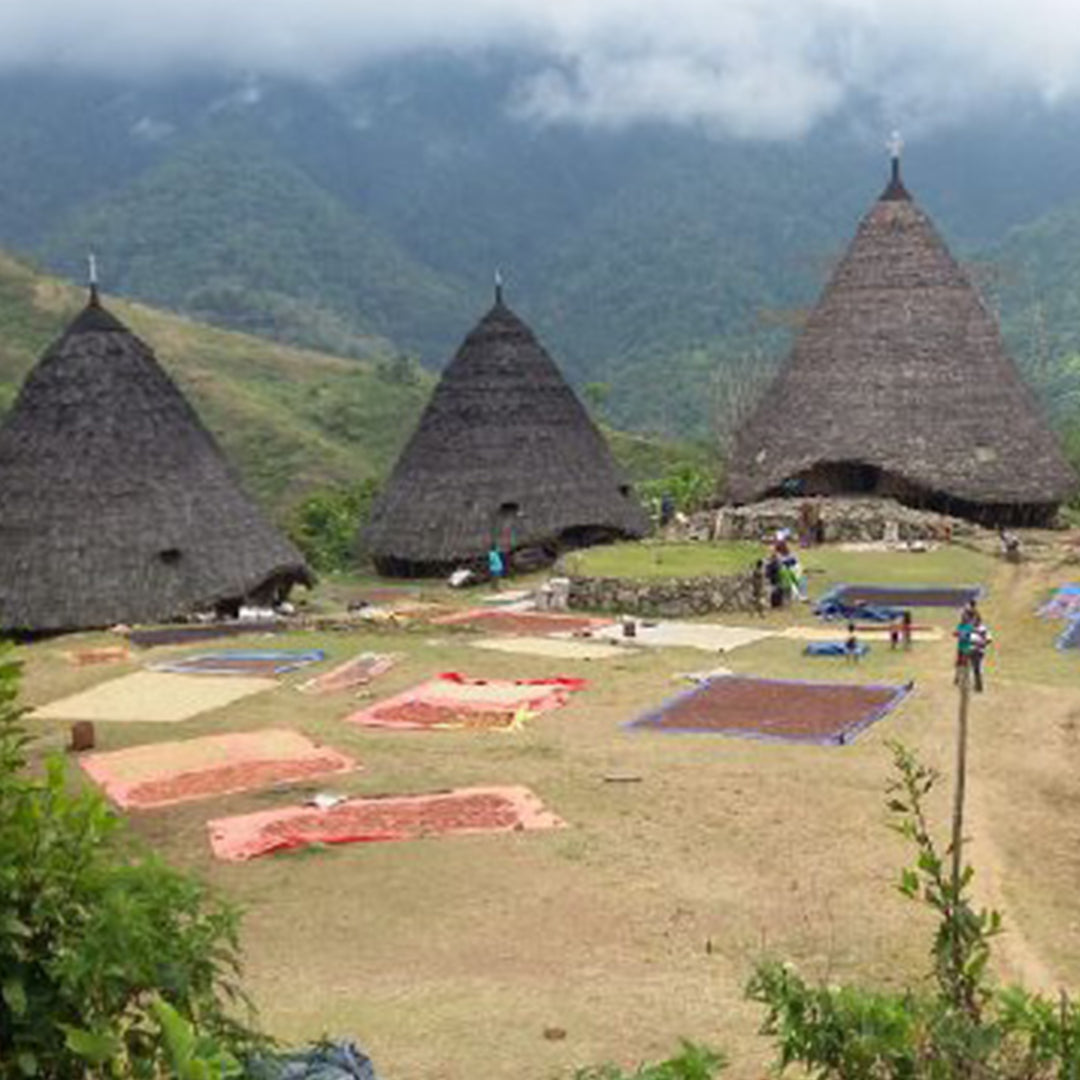 Komodo Dragon coffee drying
