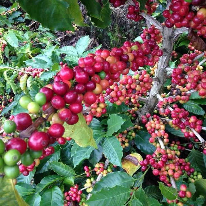 coffee cherris on tree