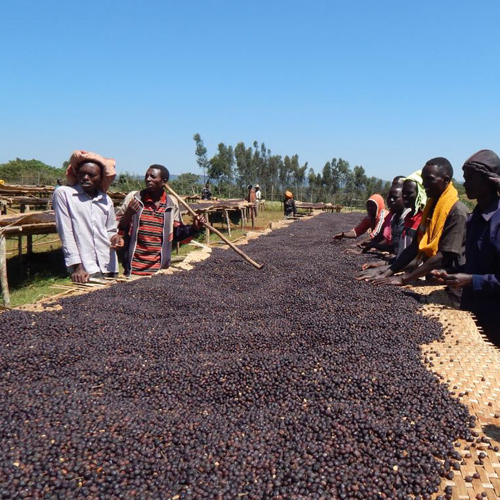 Yirgacheffe at harvet