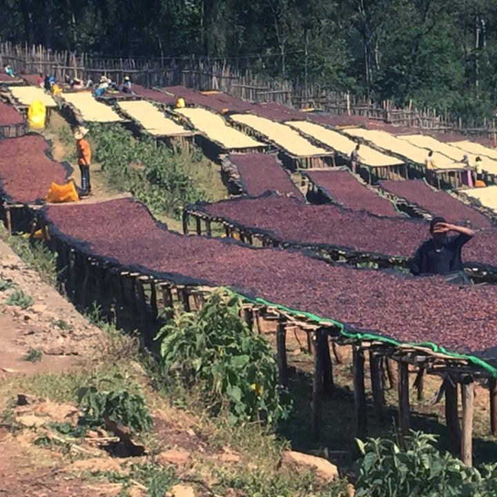 Yirgacheffe in drying beds