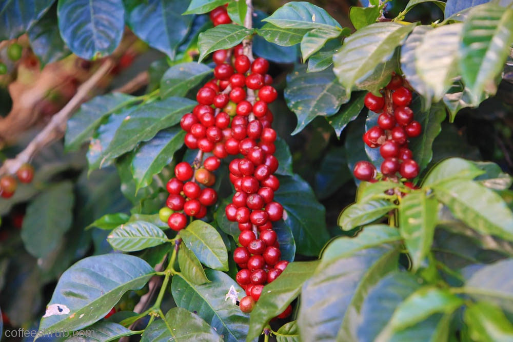 Guatemala coffee cherries