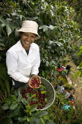 Koffee Kult Premium Coffee Beans