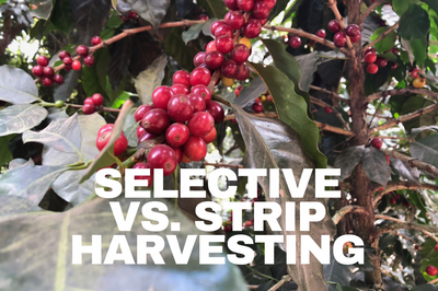 Selective vs. Strip Harvesting