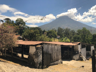 Koffee Kult Coffee Origin Trip: Guatemala