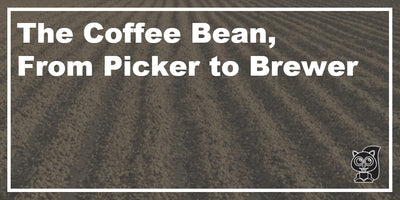 The Coffee Bean, From Picker to Brewer