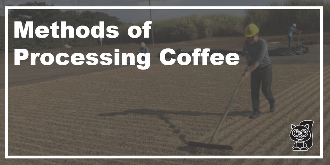 Methods of Processing Coffee
