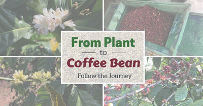 From Plant to Coffee Bean: Follow the Journey