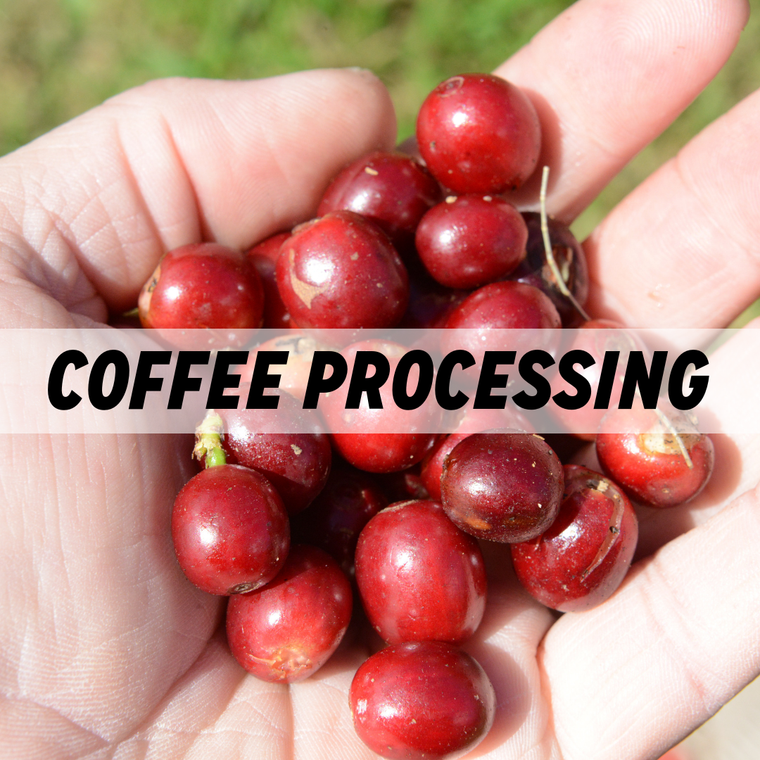 Coffee Processing Methods
