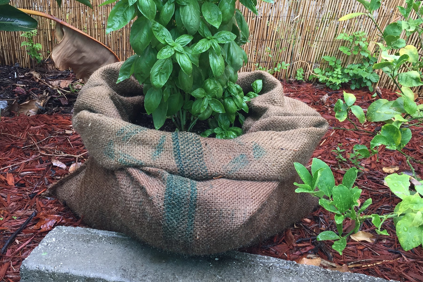 basil plant growing in coffee grounds and chaff