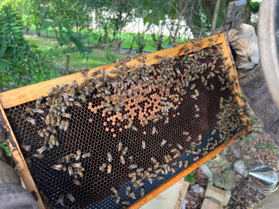 bees making honey