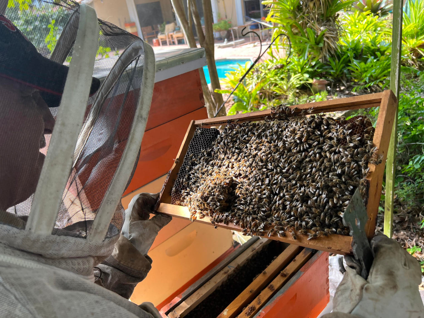 bees on frame of honey