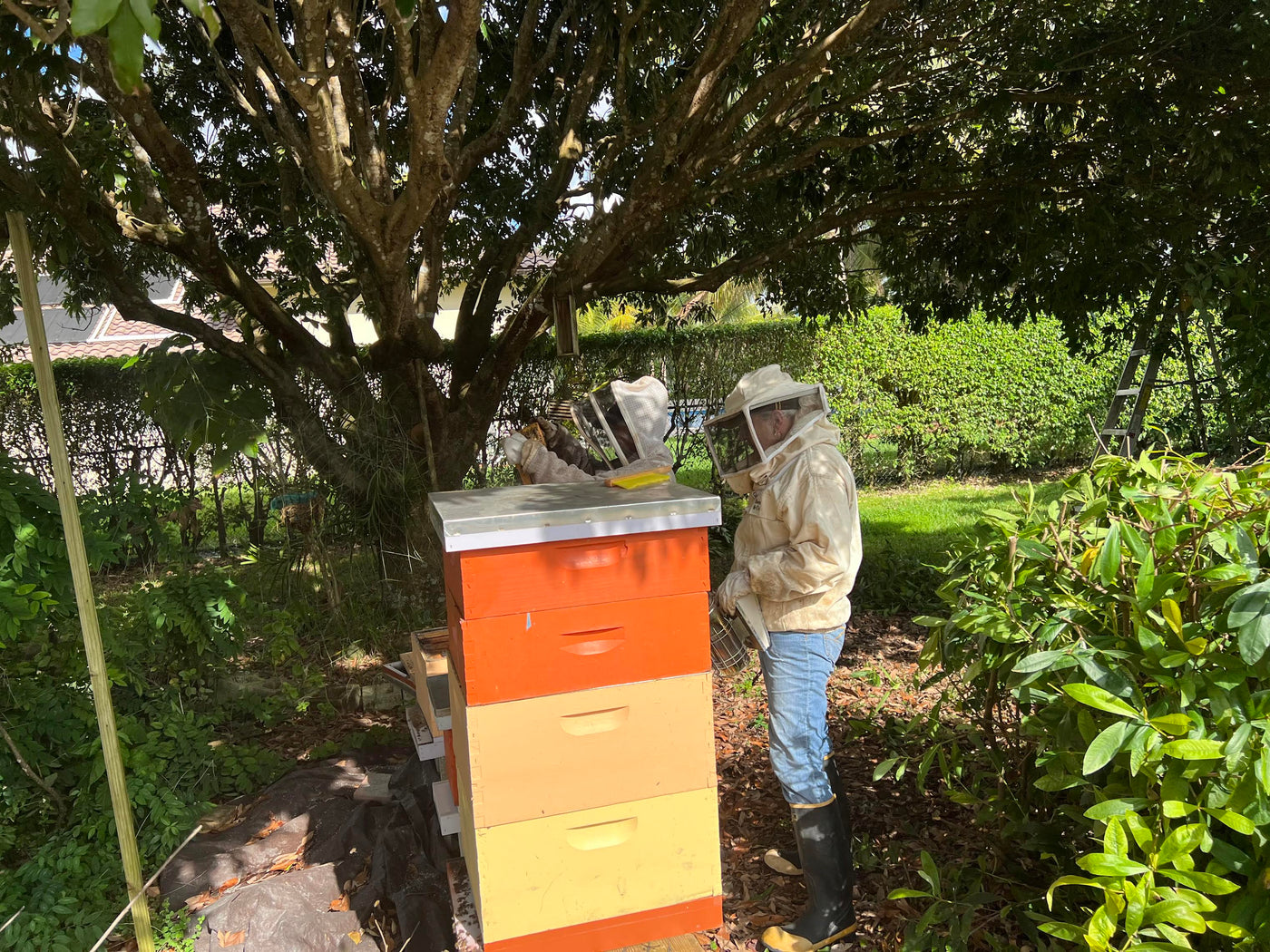 bee hives