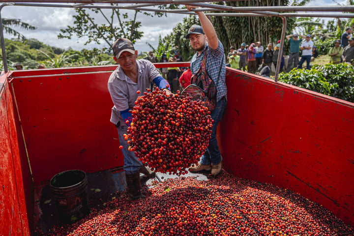 Two farmers load freshly harvested red coffee cherries into a red truck bed on a farm, with a crowd of onlookers and green hills in the background.