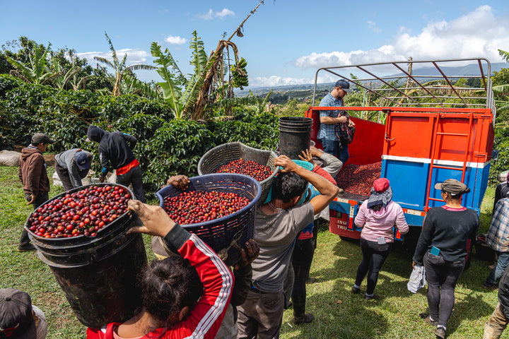 Workers loading baskets of red coffee cherries into the back of a red and blue truck on a farm, with banana plants and mountains in the background.