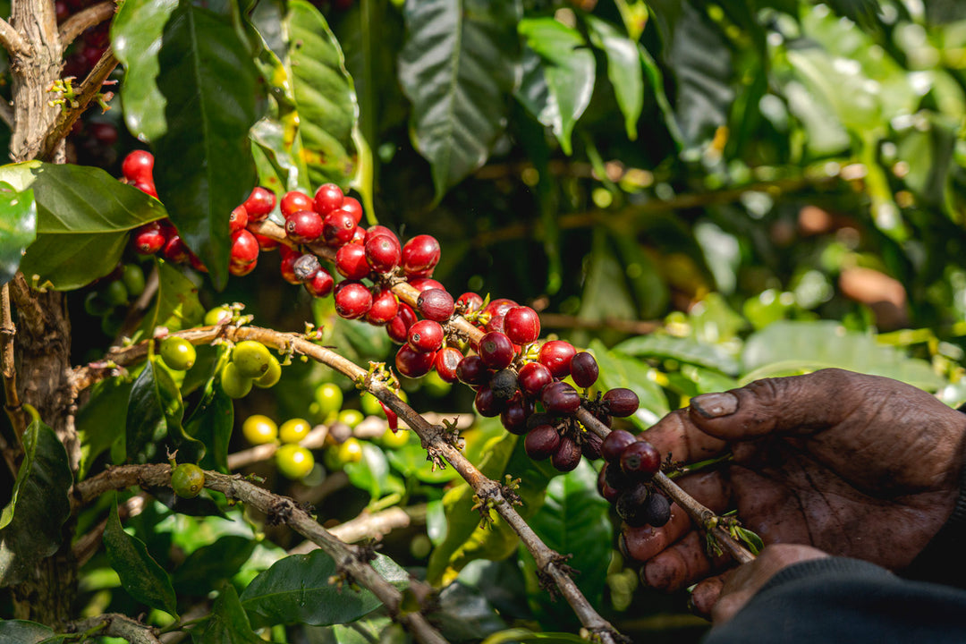 A close-up of a hand harvesting ripe red coffee cherries from a coffee plant branch, with green leaves and unripe green cherries in the background.