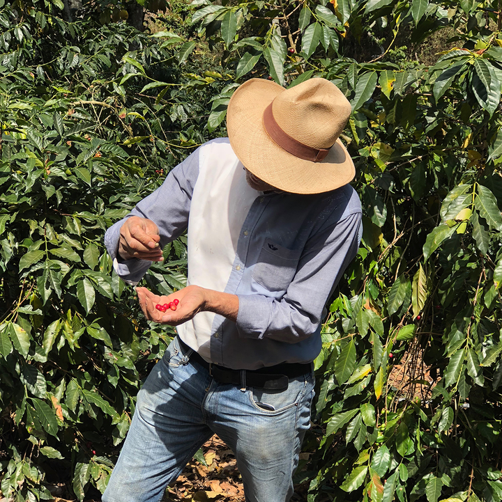 Person in a coffee plantation holding coffee cherries