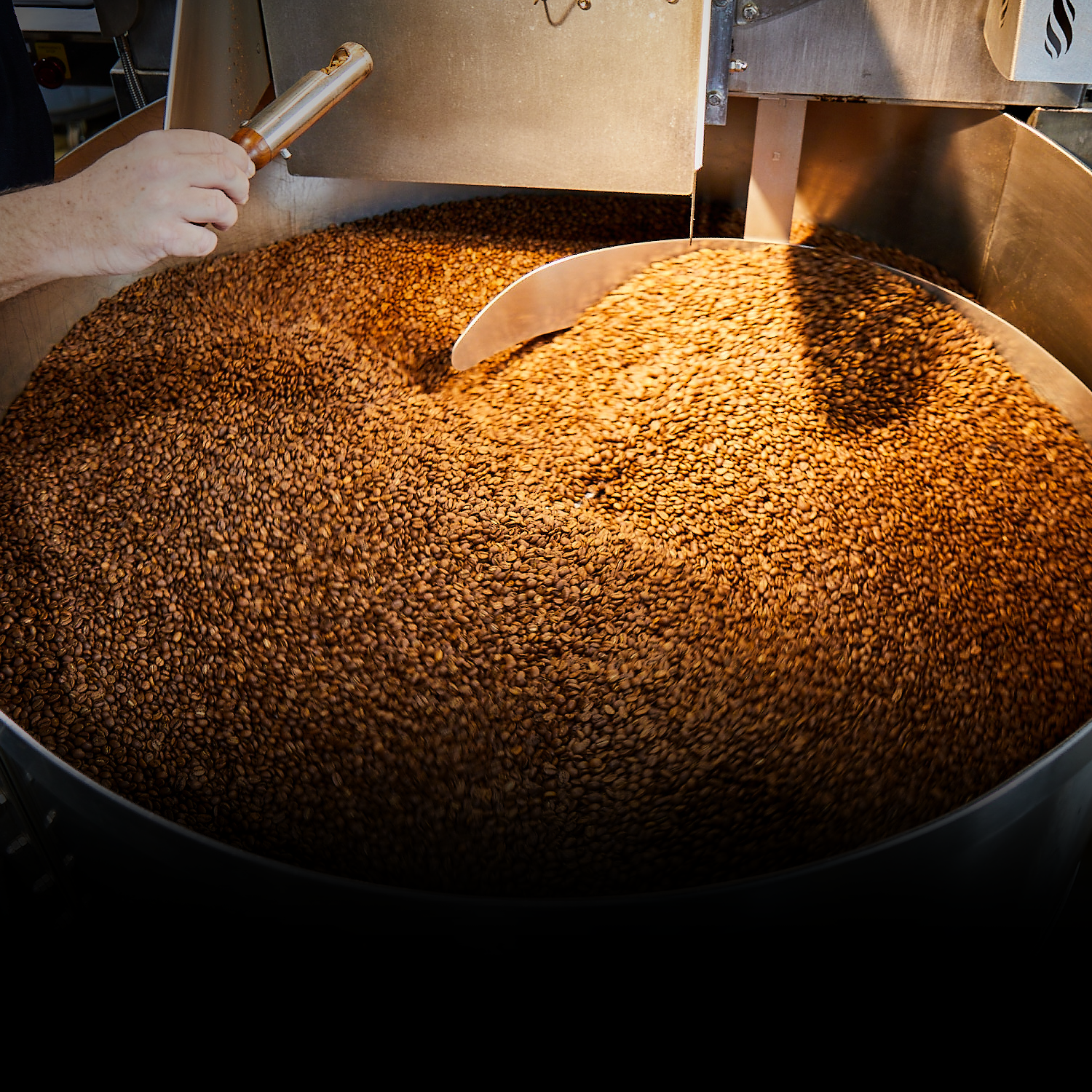 freshly roasted coffee in cooling bin