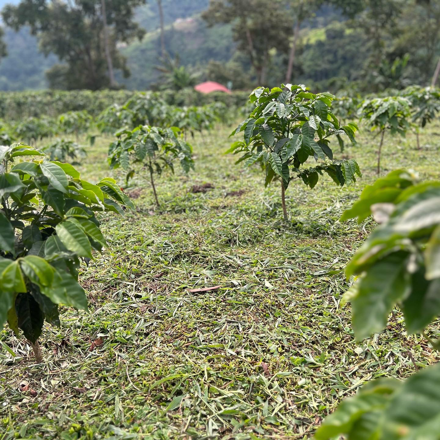 geisha coffee tree