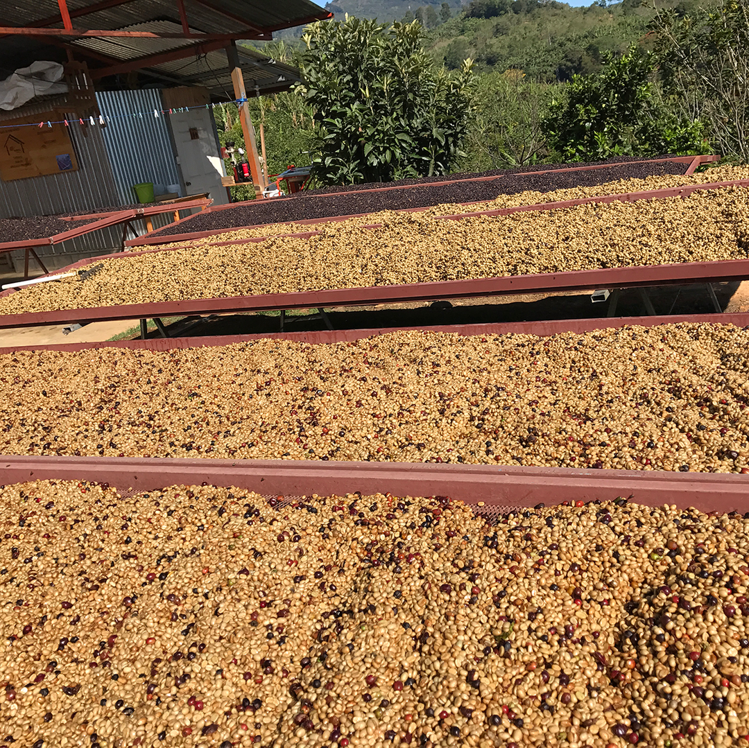 Coffee beans drying on raised beds outdoors with greenery in the background