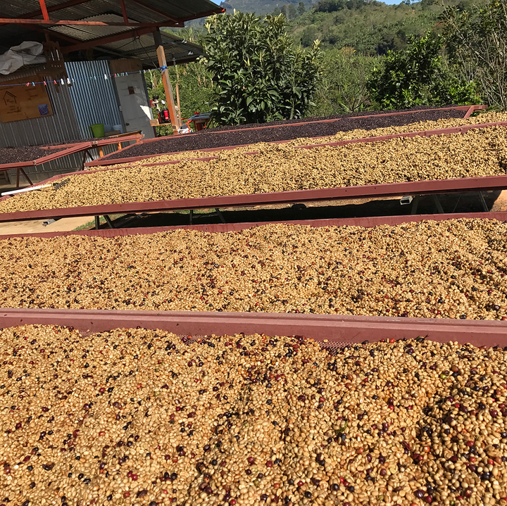 Coffee beans drying on raised beds outdoors with greenery in the background