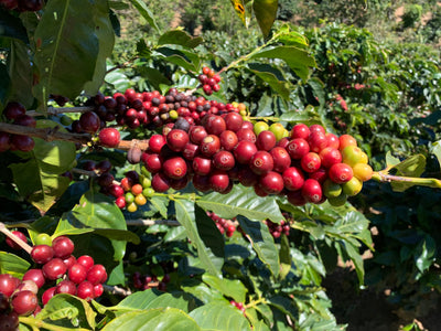 highest quality Arabica