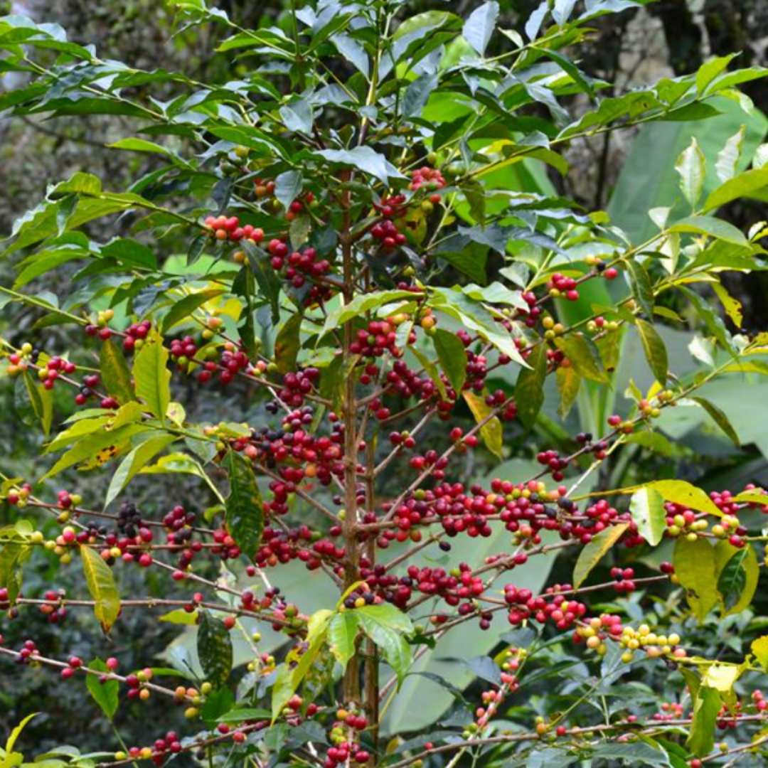 coffee cherries on tree