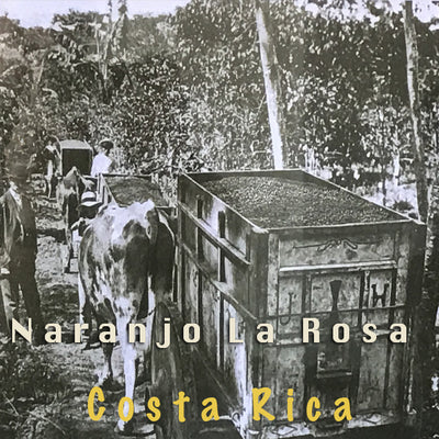 Costa Rican Naranjo La Rosa - Medium Roast Coffee