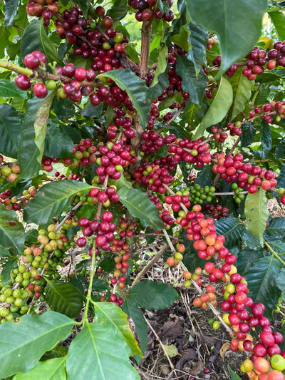 Colombia Sierra Nevada Finca La Cabaña