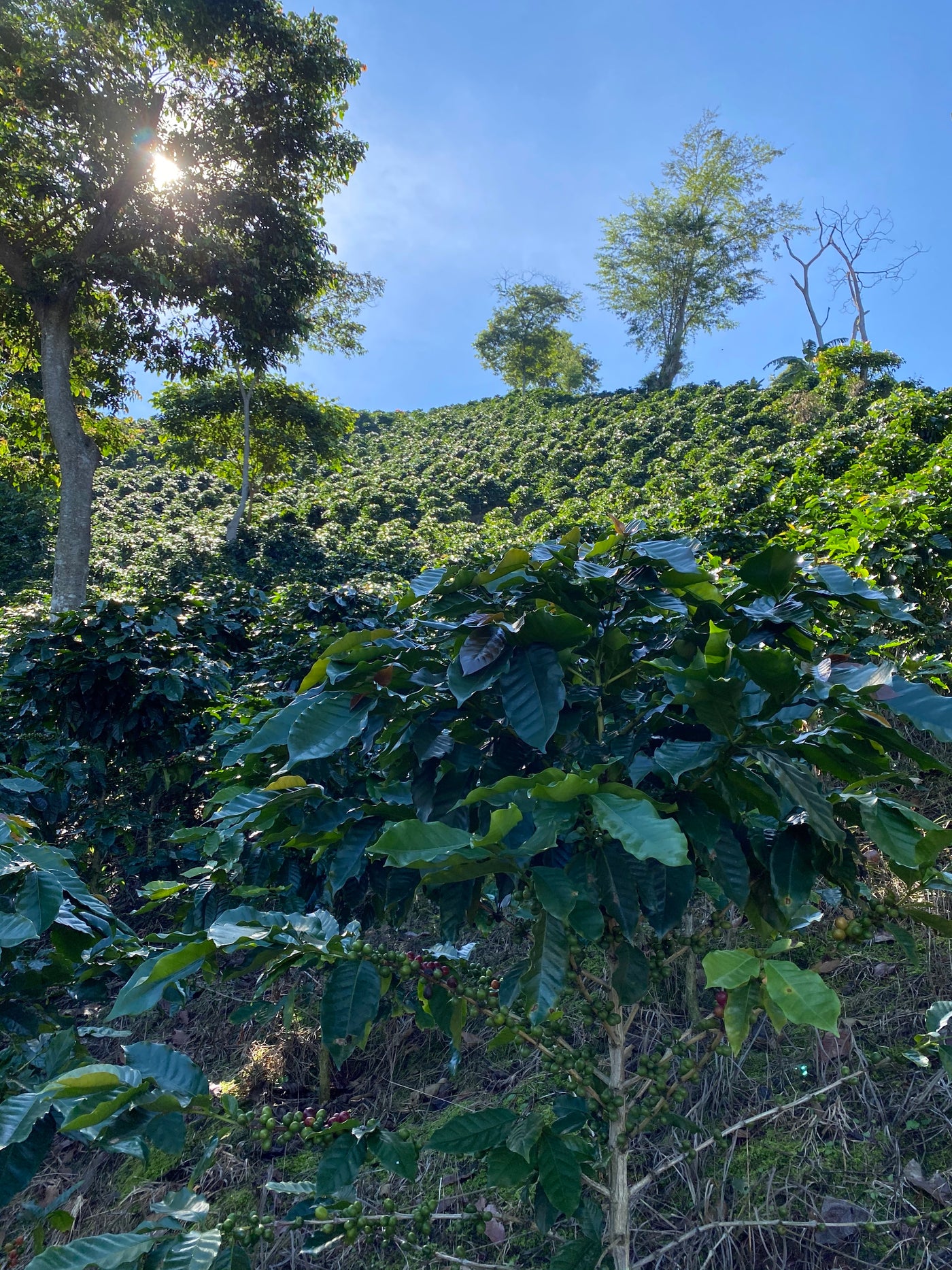 Colombia Sierra Nevada Finca La Cabaña