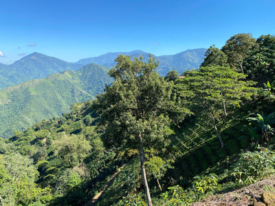 Colombia Sierra Nevada Finca La Cabaña