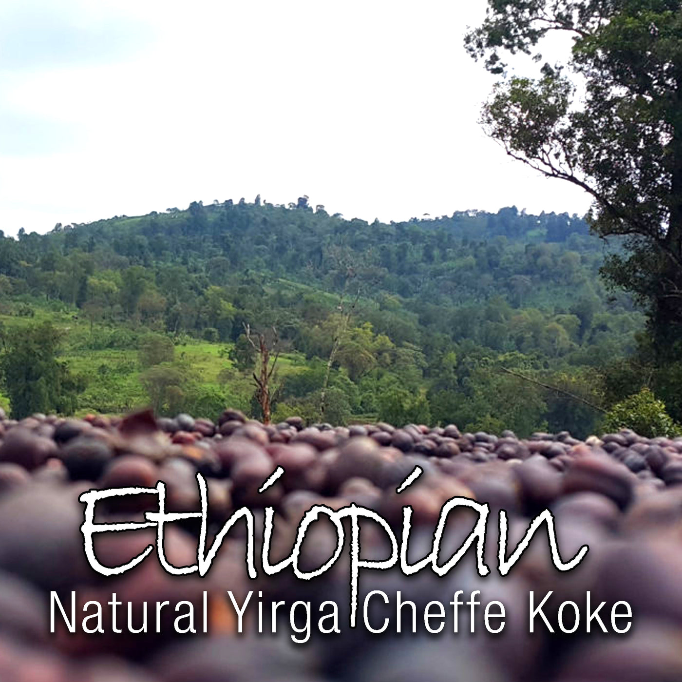 Ethiopia Natural Yirga Cheffe Koke