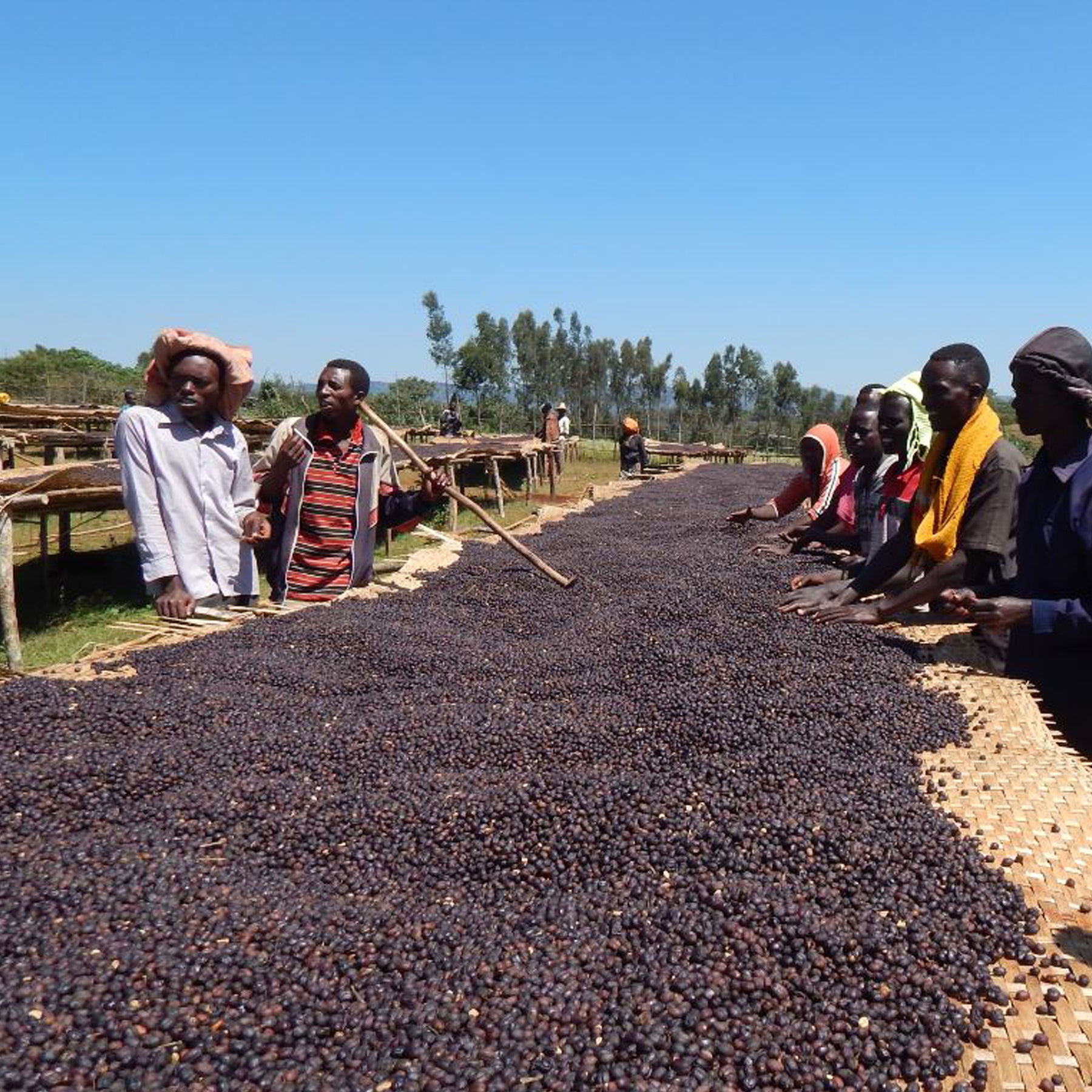 Ethiopia Yirgacheffe: Floral Elegant (Washed Heirloom) – Koffee Kult