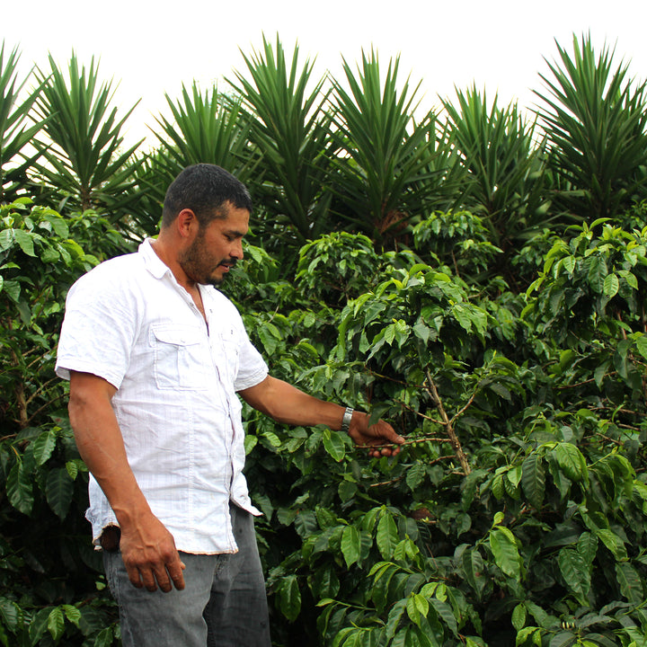Honduras Coffee Farmer