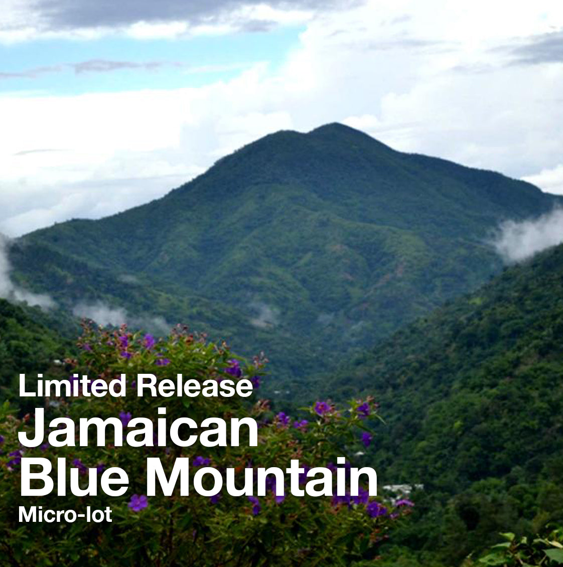 Jamaican Blue Mountain JBM - Limited
