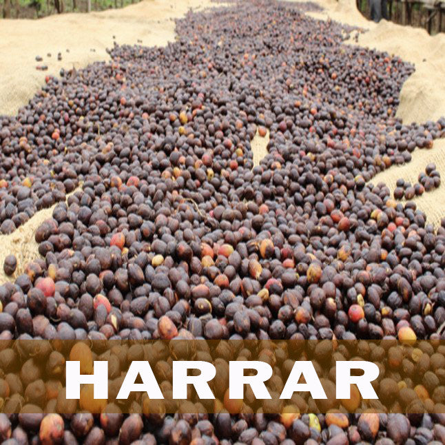 Harrar natural coffee on drying bed