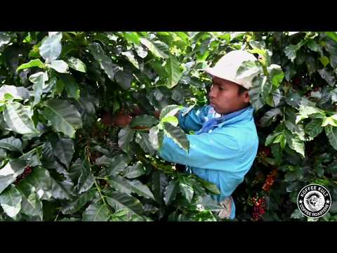 LAS LAJAS Cumbres del Poas Black Honey Costa Rica