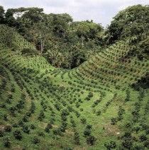 sumatra coffee trees in valley